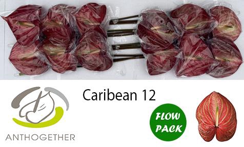 <h4>ANTH A CARIBEAN 12 Flow Pack</h4>