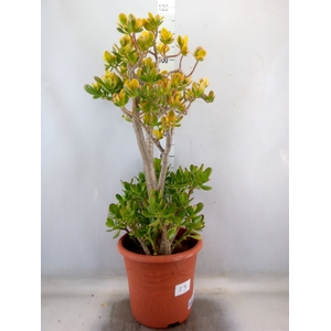 Crassula ovata 'Sunset'
