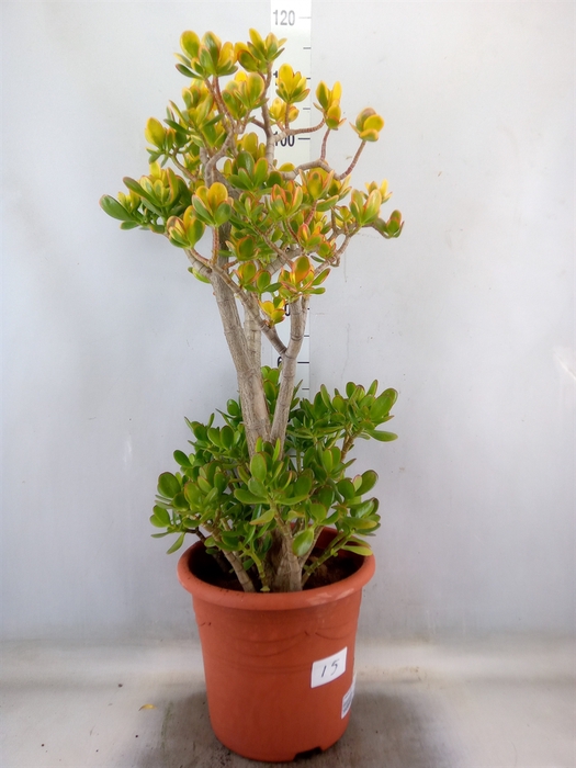 <h4>Crassula ovata 'Sunset'</h4>