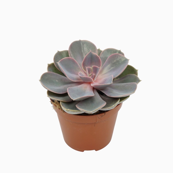<h4>Echeveria Perle von Nurnberg</h4>
