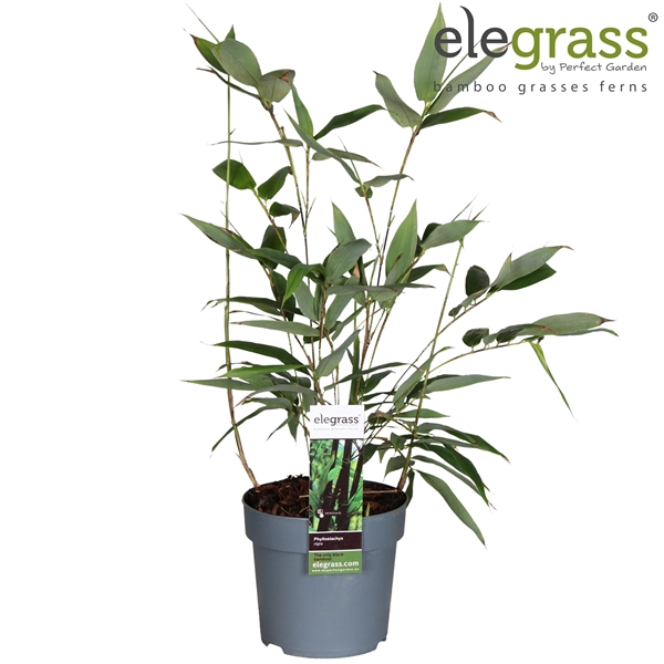 <h4>Phyllostachys nigra P14</h4>
