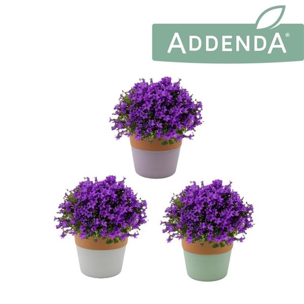 <h4>Campanula portenschlagiana Ambella Intens Purple</h4>