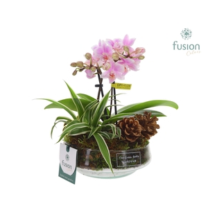 Green Bottle Iris Small met arrangement