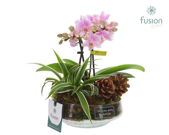 <h4>Green Bottle Iris Small met arrangement</h4>