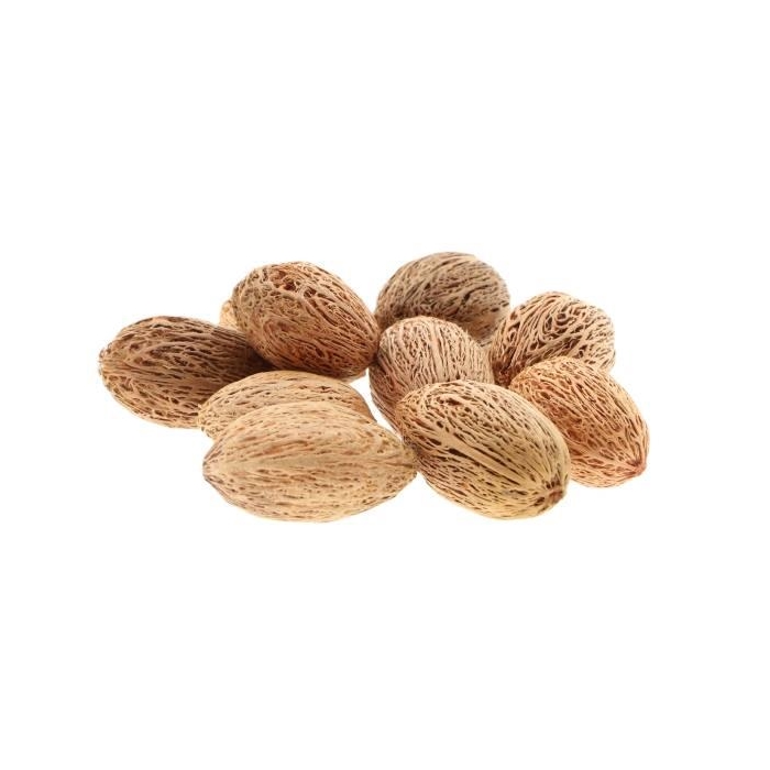 <h4>Amra Pod 50g L8W7H12</h4>