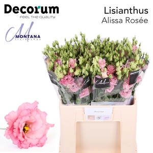 Lisianthus Alissa rosee 60cm