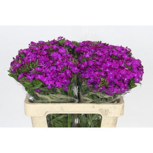 Dianthus Br Amazon Neon Purple