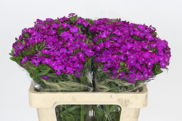 <h4>Dianthus Br Amazon Neon Purple</h4>