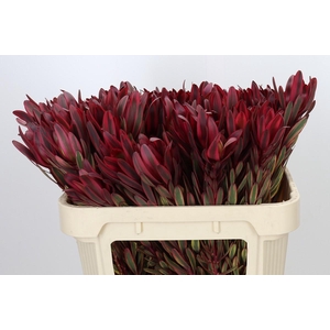 Leucadendron Jester