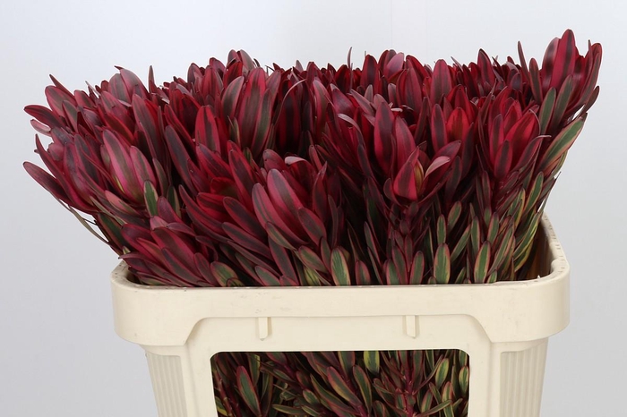 <h4>Leucadendron Jester</h4>