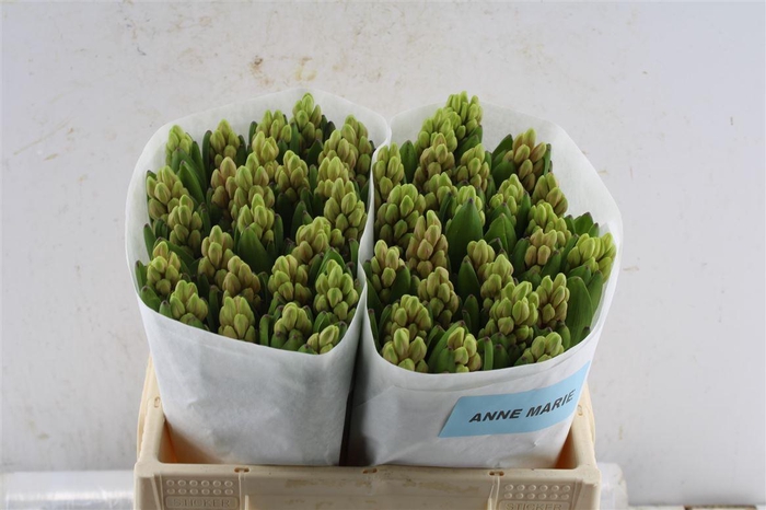 <h4>Hyac Anna Marie</h4>