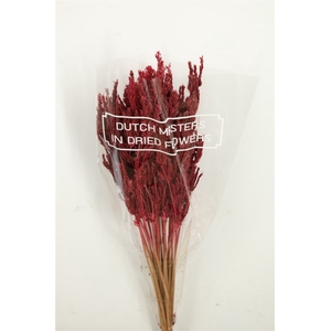 Dried Umbr. Sedge Big Leaf Pink Bunch