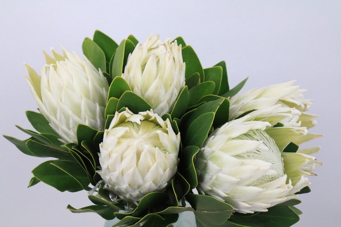 Protea Cyn. Ayoba Arctic Ice