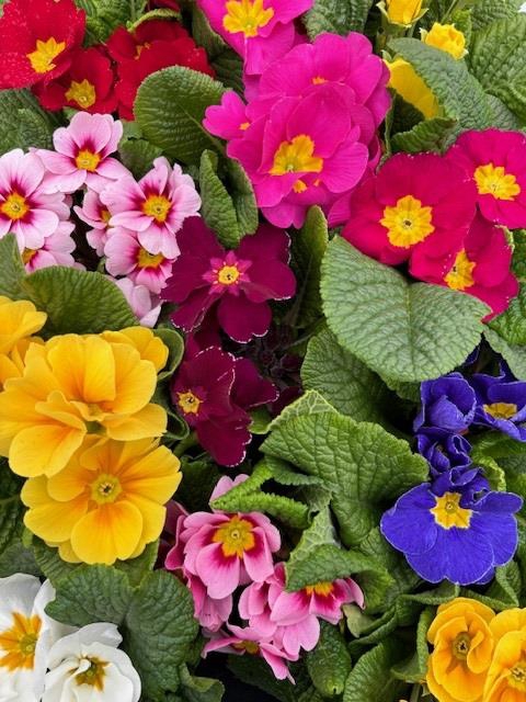<h4>PRIMULA VULGARIS-HYBRID P11</h4>