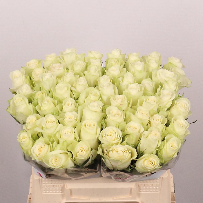 <h4>R GR ATHENA</h4>