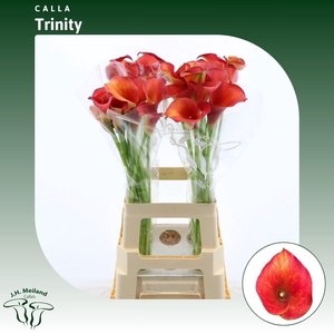 ZANT CAPT TRINITY