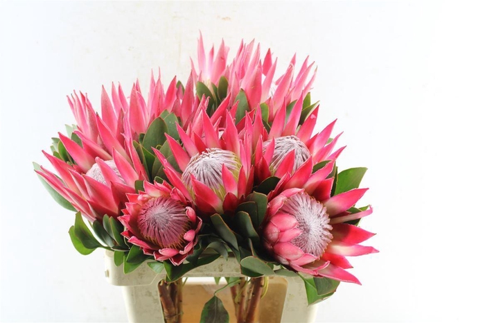 <h4>Protea Cy Madiba</h4>