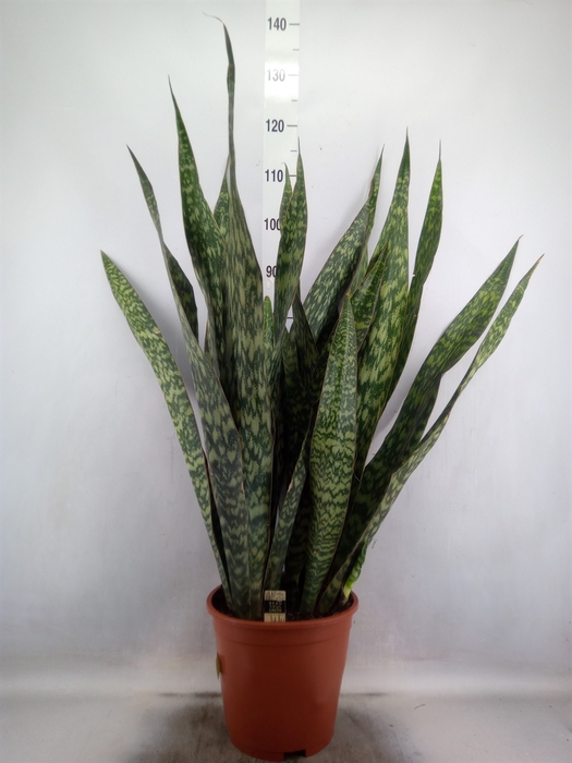 <h4>Sansevieria trifa.   ...</h4>