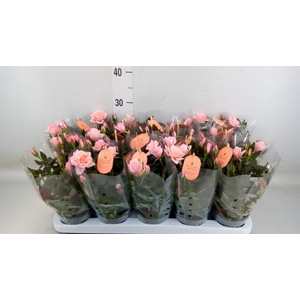 Rosa  'Rosaroma Pink'