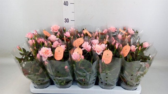 <h4>Rosa 'Rosaroma Pink'</h4>