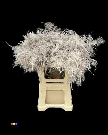 <h4>Asp Extra Champagne</h4>