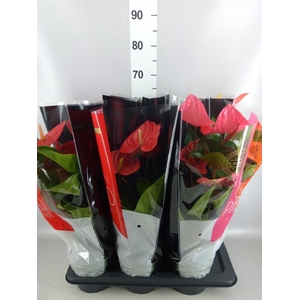 Anthurium   ...mix