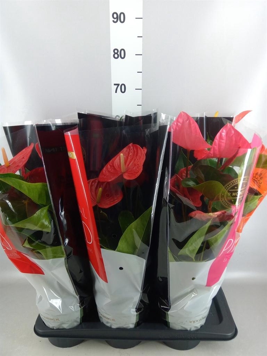 <h4>Anthurium   ...mix</h4>