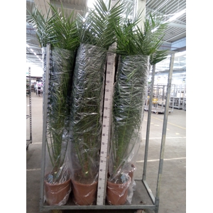Phoenix canariensis
