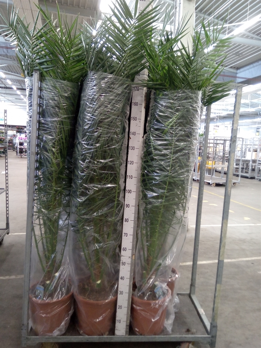 <h4>Phoenix canariensis</h4>