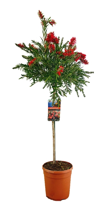 <h4>Callistemon masotti</h4>