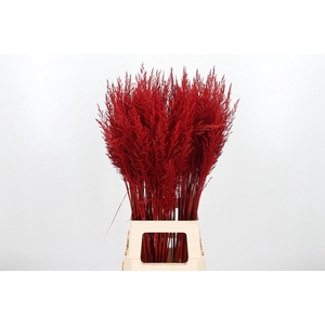 Calamagrostis Kl Bh Rood