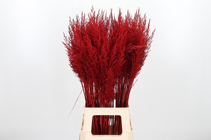 <h4>Calamagrostis Kl Bh Rood</h4>