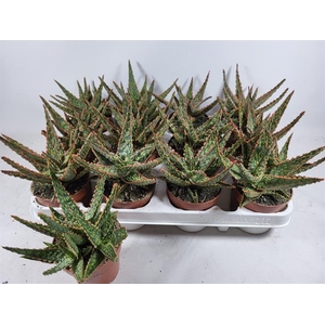 ALOE OV