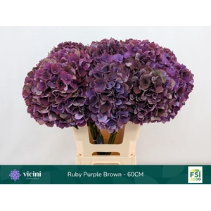Hydrangea  'Magical Rubyred'  CL