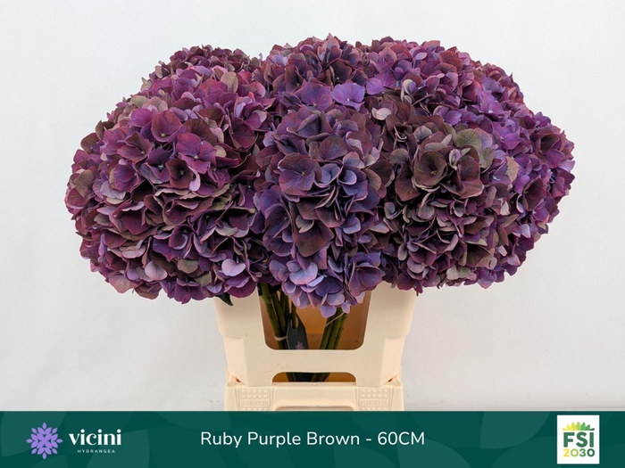 <h4>Hydrangea  'Magical Rubyred'  CL</h4>
