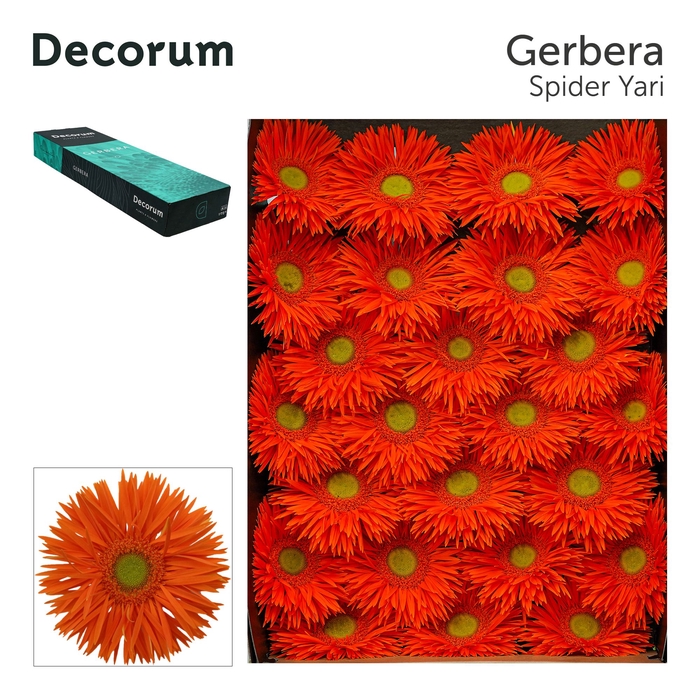 <h4>Gerbera Spider Yari Doos</h4>