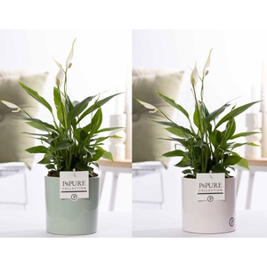 Spathiphyllum Korto in P&PURE Essential ceramics ass. 2