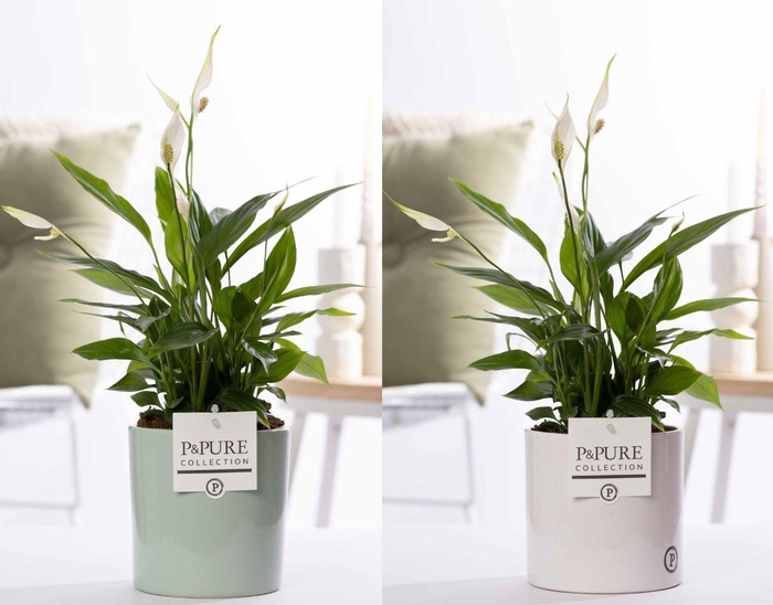 <h4>Spathiphyllum Korto in P&PURE Essential ceramics ass. 2</h4>