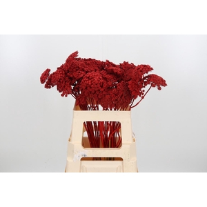 Ammi Zaad Kl Bh Rood