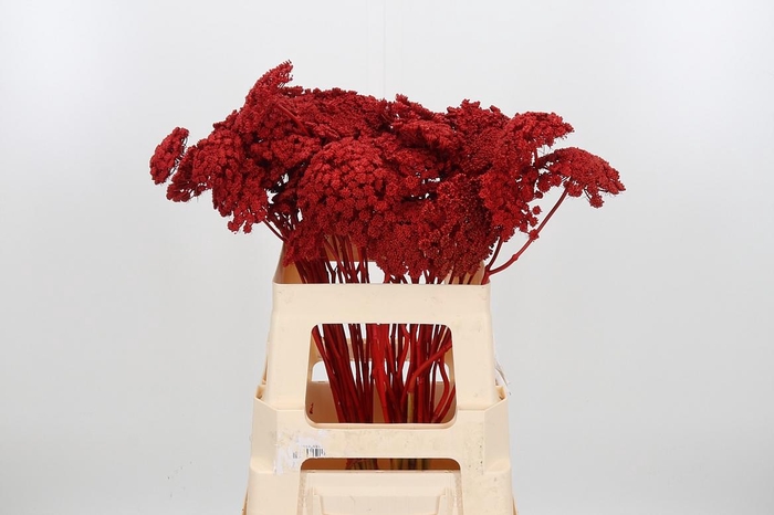 <h4>Ammi Zaad Kl Bh Rood</h4>