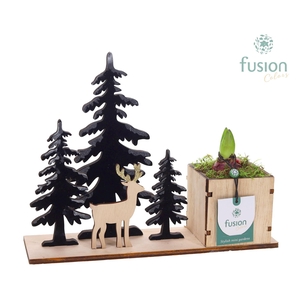 Kerst planter hout met Hyacinthus