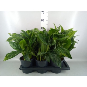Aglaonema   ...
