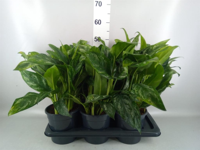 <h4>Aglaonema   ...</h4>