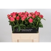 Paeonia Coral Sunset