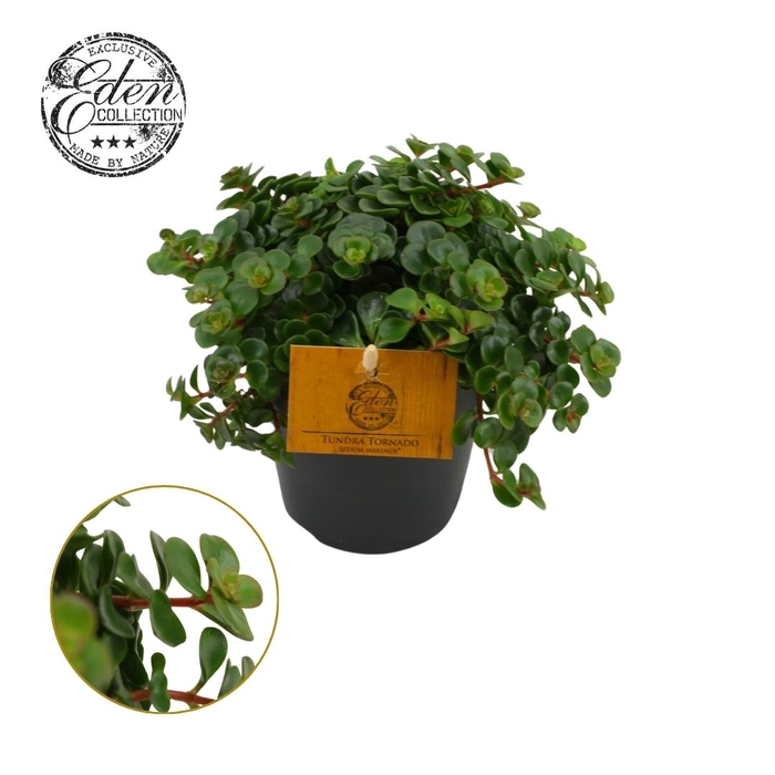 <h4>Sedum Tornado 12cm</h4>