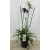 Agapanthus (Funnel Grp) Poppin Purp