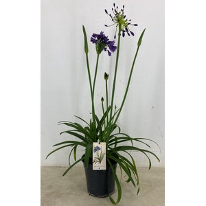 Agapanthus (Funnel Grp) Poppin Purp