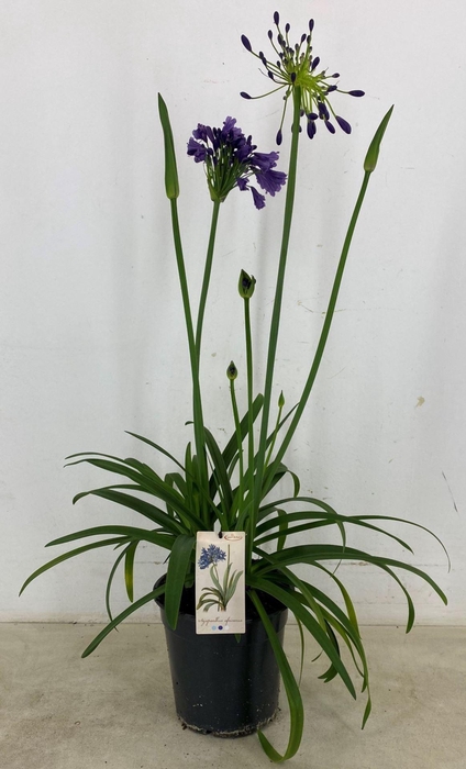 <h4>Agapanthus (Funnel Grp) Poppin Purp</h4>