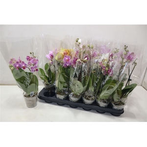 Phal Gem 4 Kl