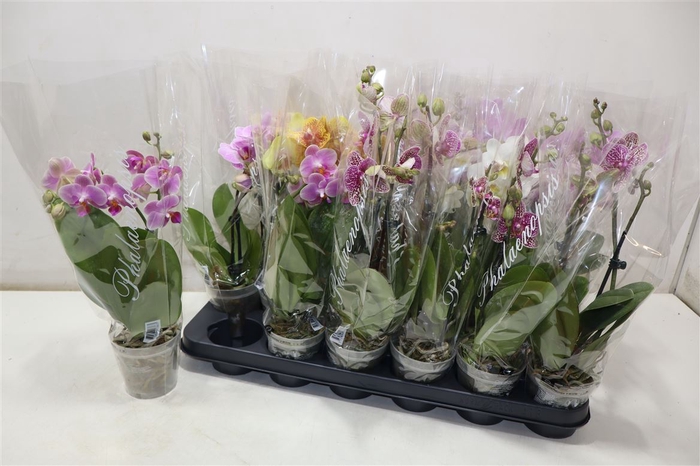 <h4>Phal Gem 4 Kl</h4>